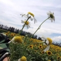 洋甘菊