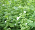 芳疗师用精油治疗湿疹时，采用灵活方式