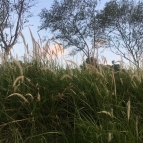 旅途小烦恼，生病好麻烦——精油案例分享