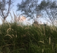 旅途小烦恼，生病好麻烦——精油案例分享