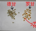 浅谈罗马洋甘菊和德国洋甘菊的区别