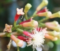 精油档案 | 丁香花苞（守护、止痛、温暖、唤醒，合而为一）