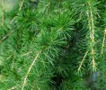 大西洋雪松精油的14种用途