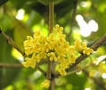 桂花精油 osmanthus fragrans  与自己真正的感受接轨，使人回到中心，找到自我