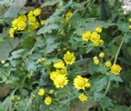 腹泻，用洋甘菊、薰衣草或苦橙花精油治疗