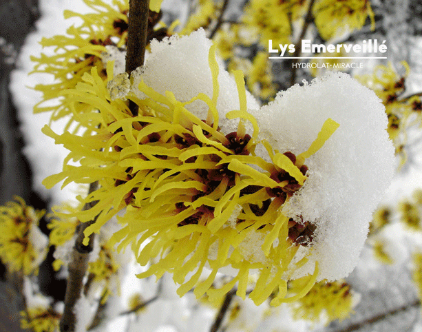 小品种纯露有时更有效眼袋皱纹克星金缕梅纯露