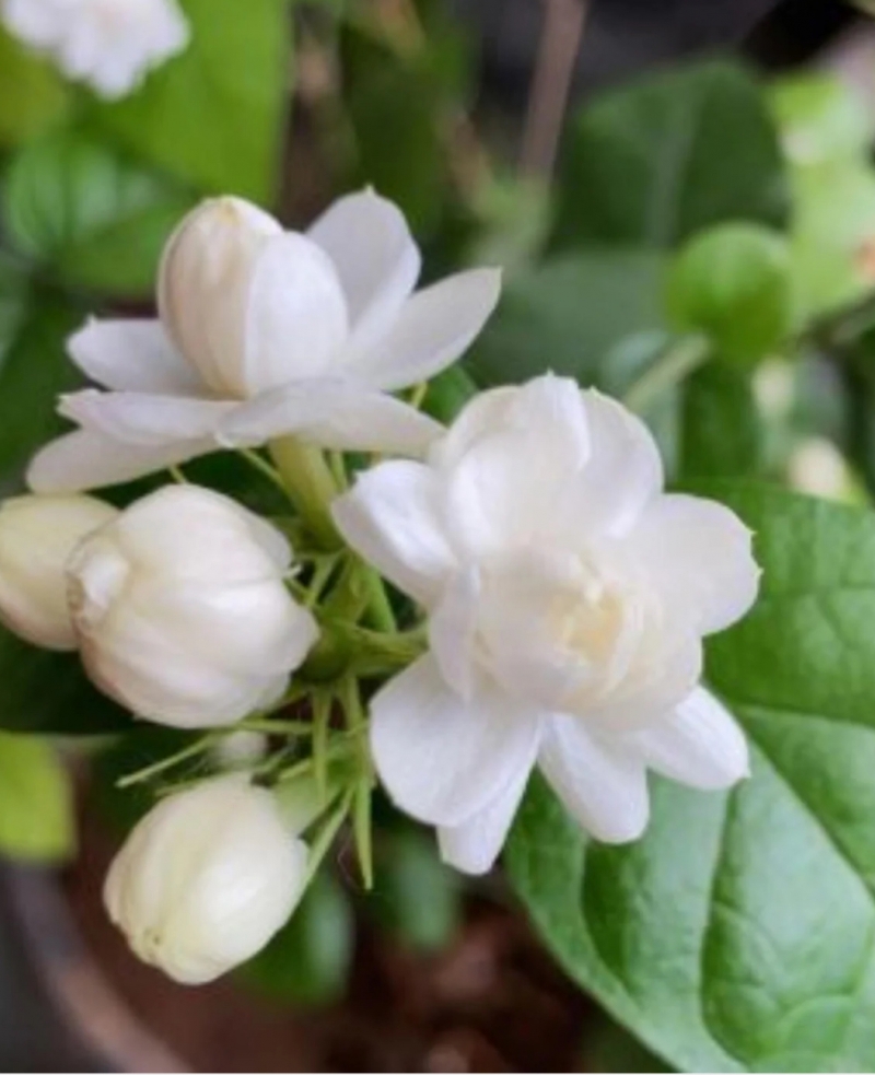 小花茉莉
