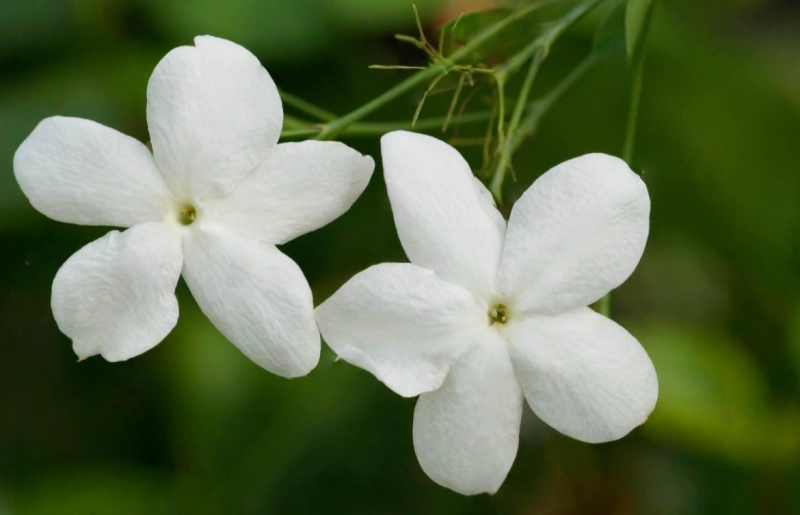 大花茉莉
