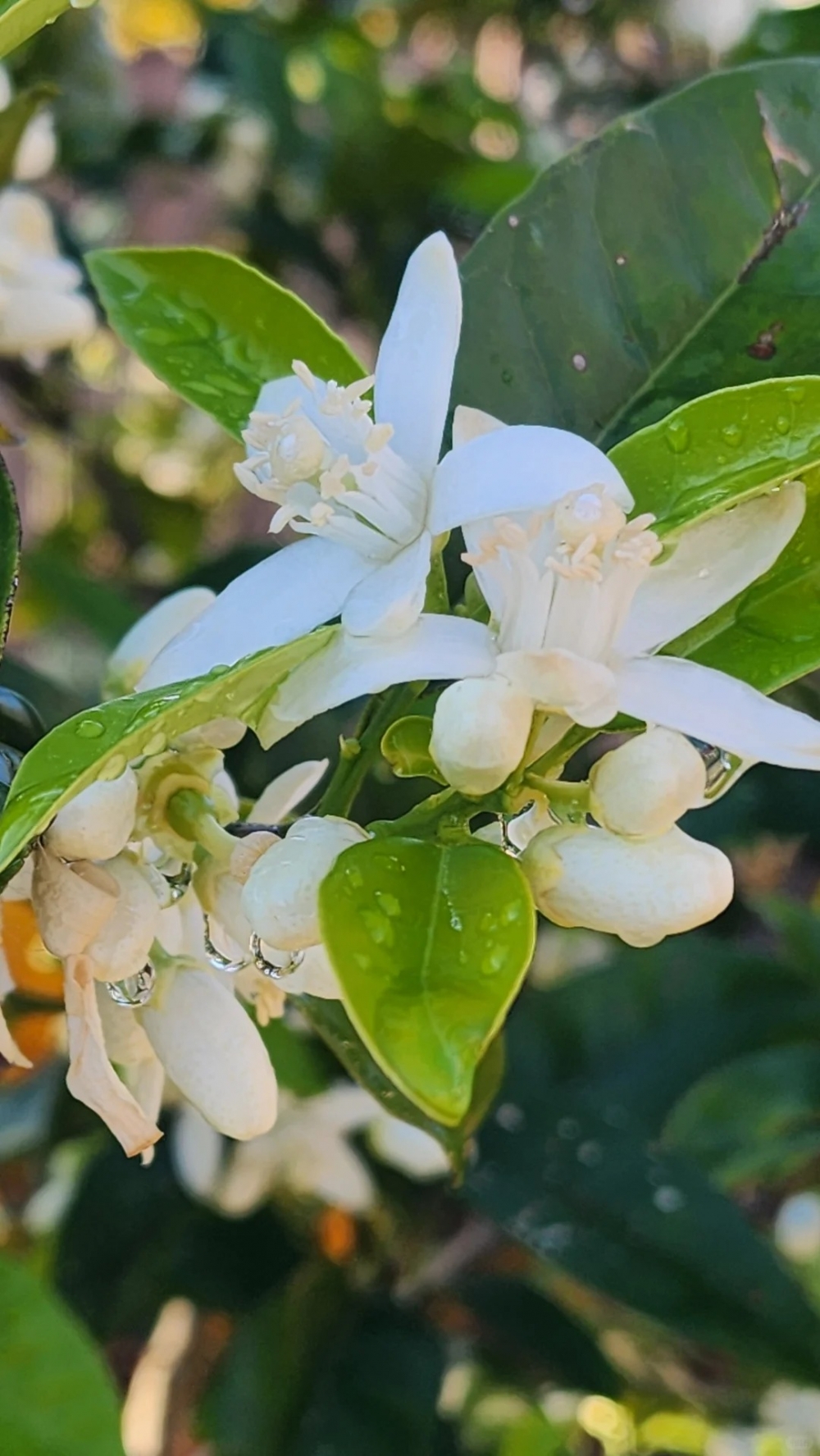 橙子花开_2_Golfer Godolfo_来自小红书网页版.jpg