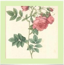 芳香日记（感悟）