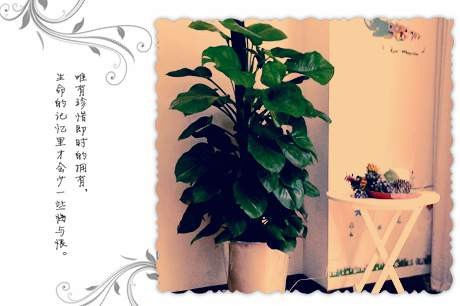 香草记忆.jpg