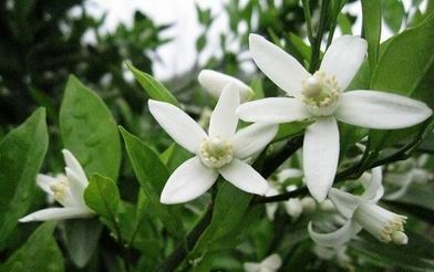 橙花精油