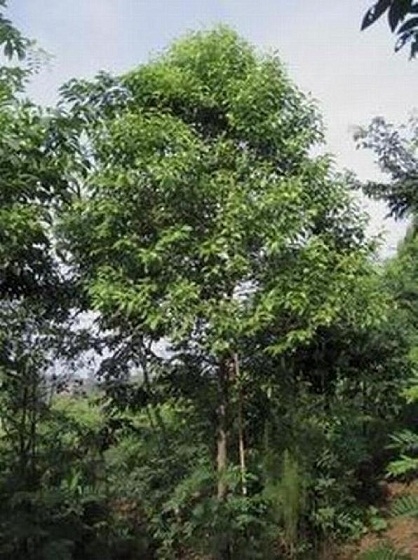 檀香精油