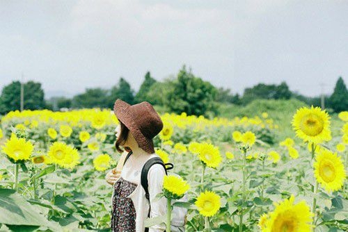 精油品質和芳香療法