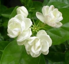 茉莉精油