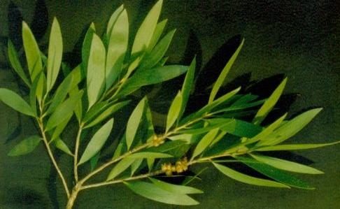 远古的没药精油