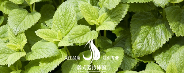 胡椒薄荷风景 手机.jpg