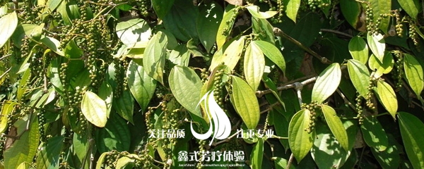 黑胡椒风景 手机.jpg