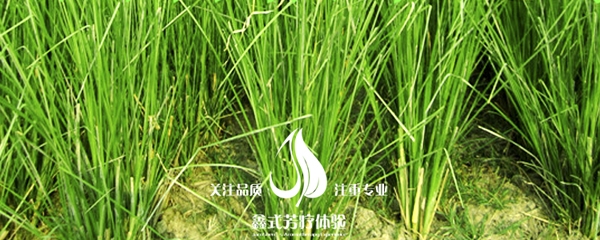 岩兰草风景 手机.jpg