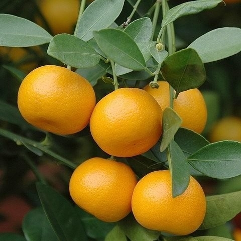 橘 Citrus reticulate 进入甜美和谐的世界