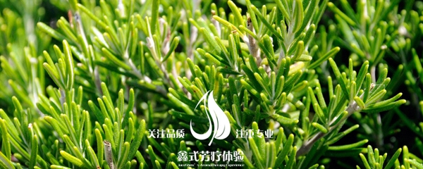 迷迭香风景 手机.jpg