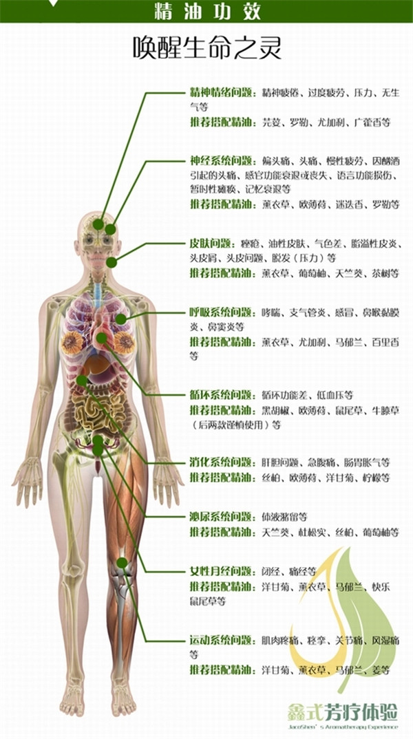 迷迭香功效 手机.jpg