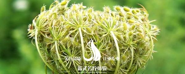 胡萝卜风景 手机.jpg