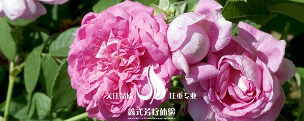 大马士革玫瑰风景 手机.jpg