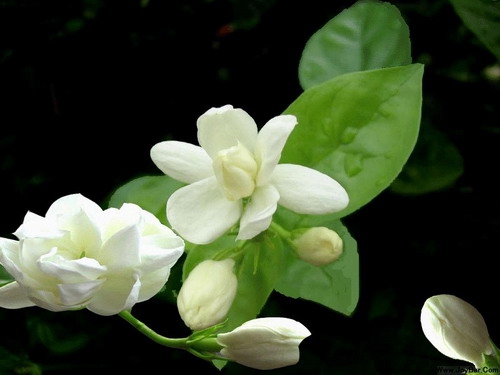 茉莉精油