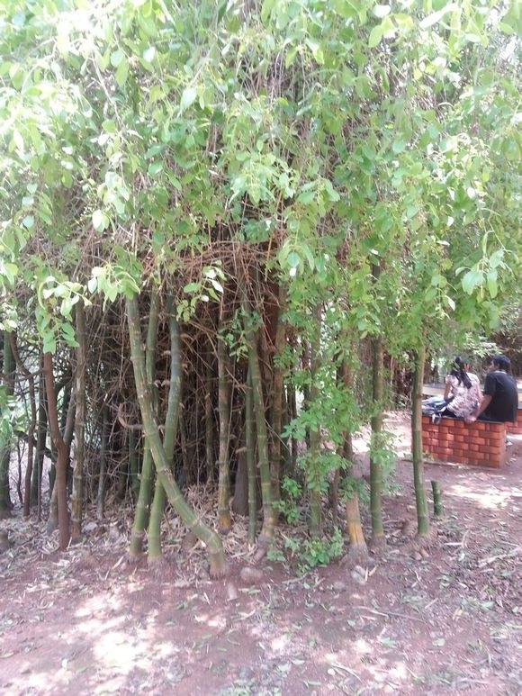 在印度迈索尔邦探访檀香的真实状况