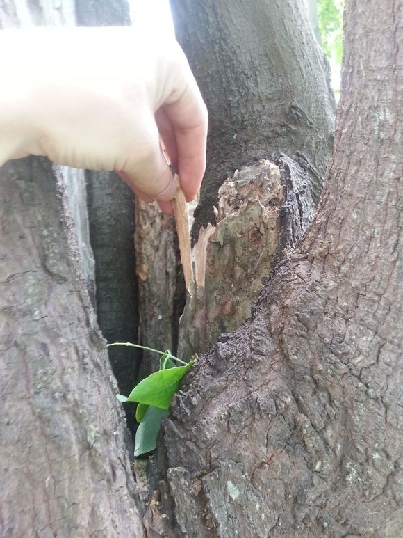 在印度迈索尔邦探访檀香的真实状况