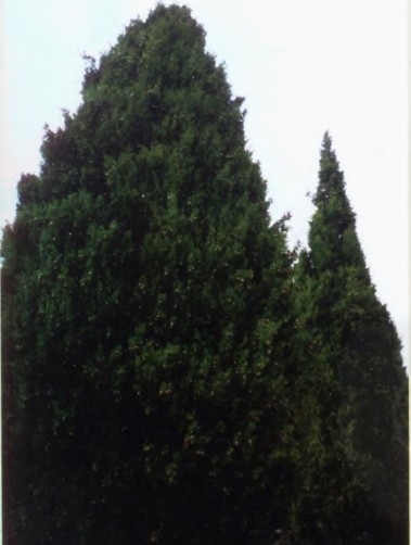从此爱上了丝柏 Cypress