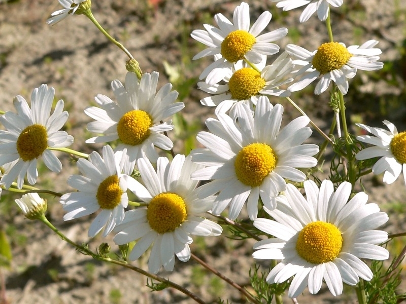 德国洋甘菊chamomile_(matricaria_recutita)3.jpg