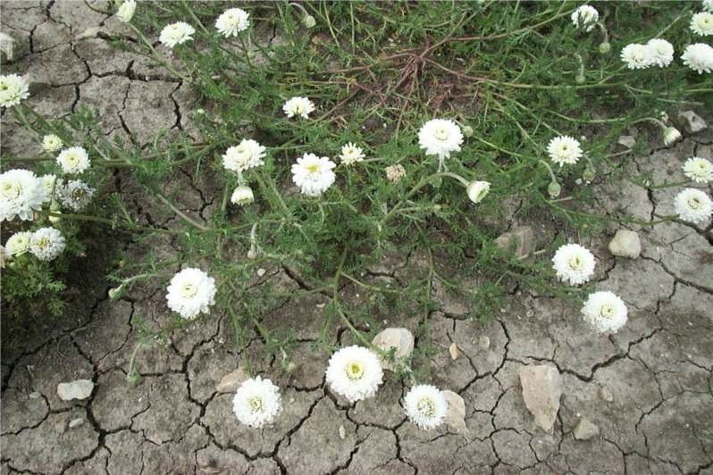 罗马洋甘菊 roman chamomile-Chamaelum Nobile.jpg