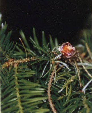 胶冷杉Abies balsamea 独立自主，客观理性