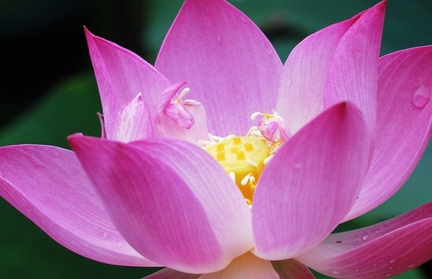 粉色莲花