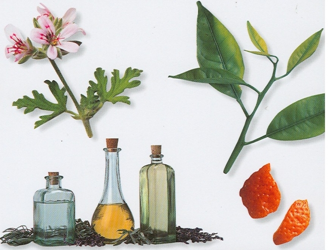 Aromatherapy.jpg