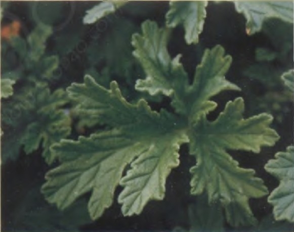 玫瑰天竺葵精油 Pelargonium roseum