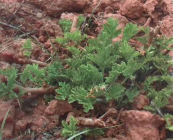 波旁天竺葵精油 Pelargonium asperum