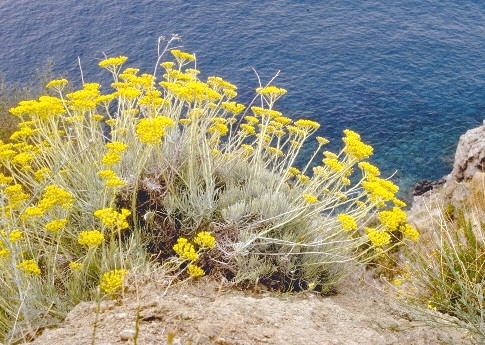 永久花helichrysum_litoreum.jpg