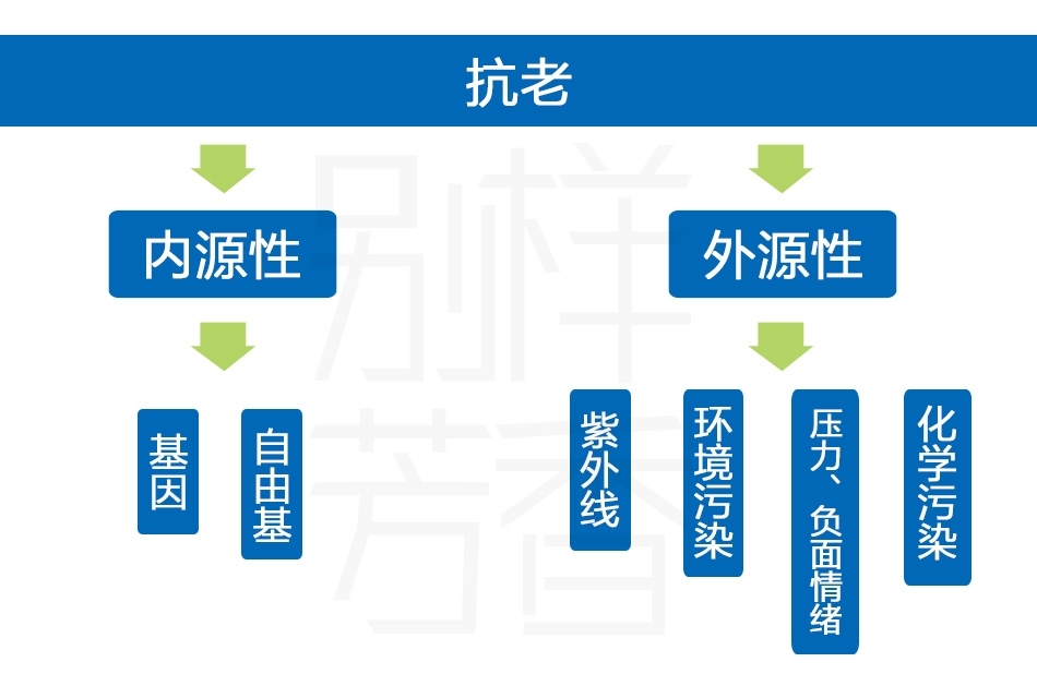 抗老.jpg