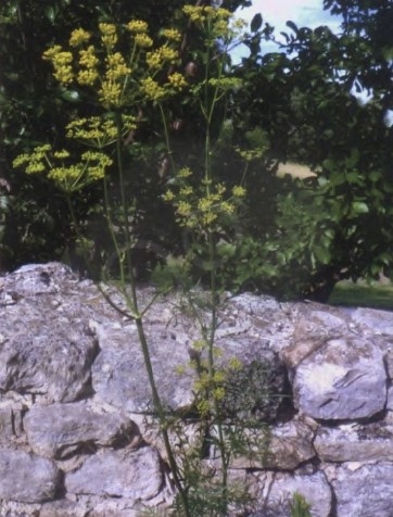 白松香精油Ferula galbaniflua