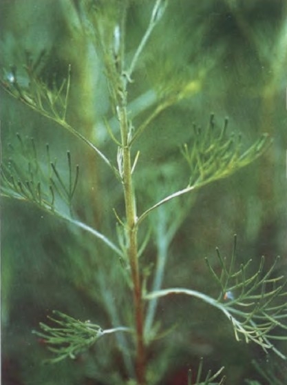 莳萝精油Anethum graveolens 