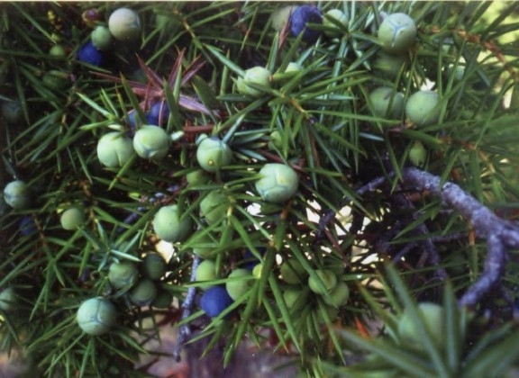 高地杜松精油Juniperus communis var. montana