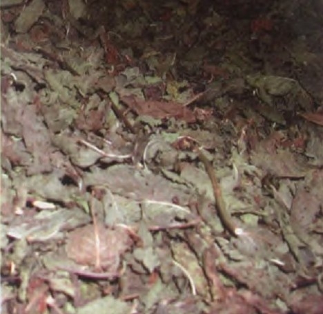 柠檬薄荷精油 Mentha citrata 给平庸的生活注入能量