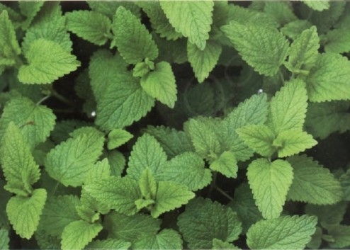 柠檬薄荷精油 Mentha citrata 给平庸的生活注入能量