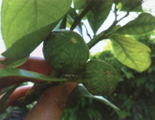 佛手柑精油 Citrus bergamia 用回味欢乐取代惊恐忧伤（图）
