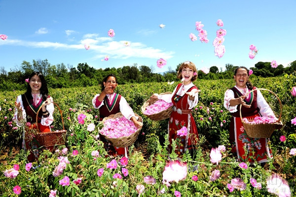摩洛哥玫瑰精油 Rosa centifolia 