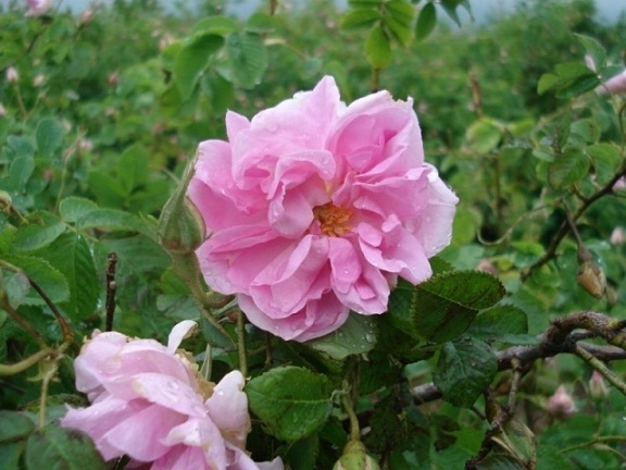 摩洛哥玫瑰精油 Rosa centifolia 