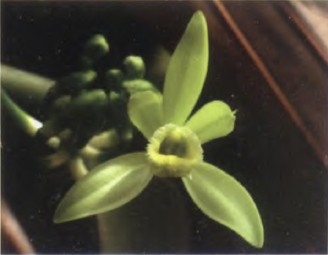 香草精油Vanilla planifolia